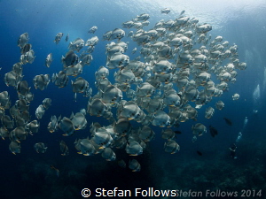 "They slither wildly as they slip away across the univers... by Stefan Follows 